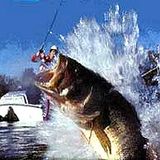 HARPER - Spring Bass selection for Basstion 2011