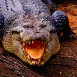 Crocodilus (James Pants - Morgan Zarate - Charo - Fybe:one - Savage Skulls - Brackles - Deft)