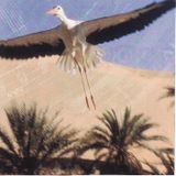 Sonido Volante: A compilation of classic bossa nova