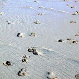 Shallow Earth