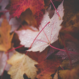 Olive T - Autumnal 2 (2009)