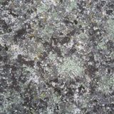 Between the Rock & the Lichen
