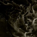 Andrea Ferlin - Medusa Bloom Podcast