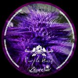 PURPLE HAZE(Original Mix) - BLACKY THE JUNKIE - 2012