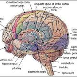 Interview on Cognition with Tomer Ullman and Owen Macindoe