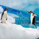 SquareTape#17 by Cordon Bleu - January 2015