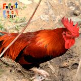 Forget The Restival - Birdsong Mix