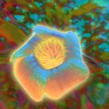 Iconix - Aural Bloom