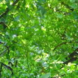Episode #8- Gone With Leaves- 201010