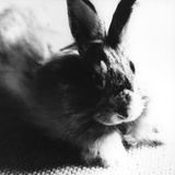 Off #02 - Rabbit