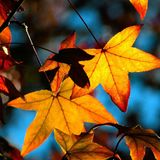 Talking with the Autumn