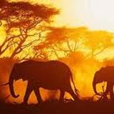 ~Waves~of~AFRICA~L~)
