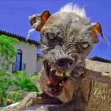"DEAD PET REMOVAL"