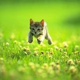 NineLives - SpringFever