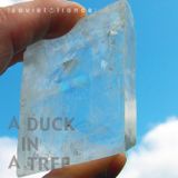 A Duck in a Tree 2013-07-06 | Guided by Iceland Spar