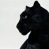 nera