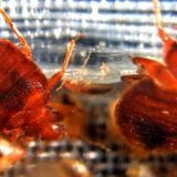 Three Bugs