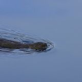 head above water