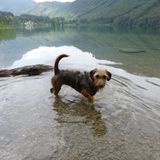 Wet Lazy Dog