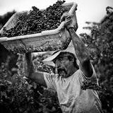 The Harvest