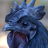 Jose Macabra presents "The Power Of Chicken"