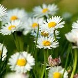Frau von Welt - der Frühling ist da