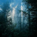 Sacred Forest