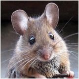Maus (Lausanne Switzerland - Souleance - Plexus - Odd nosdam - Ssaliva - Dubbel Dutch - Hesk)