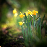 Spring Mix 2016