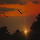 Twilight Flight