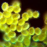 Pollen