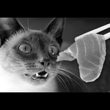 Secret Salmon - Episode 10: The Cat That Lost Her Fish