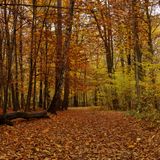 Fall Is Here Mix