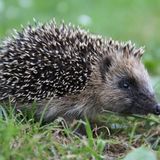 Agriculture et biodiversité : si l'un n'allait pas sans l'autre ?
