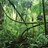 MrCcmbr - Friday jungle