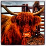 Deep In Yak