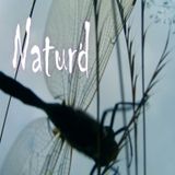 Porcupine tree mixed by Naturd - Chill under the tree