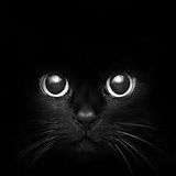 Black Cat