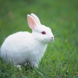 Rabbity Rok