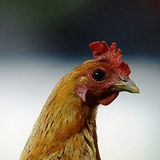 TT Podcast: Chicken nuggets, 8 May 2012