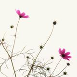 Off-Tone 20131016 autumn mix