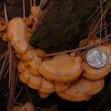 Hairy Oyster