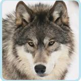 DJ Wolf in da mix 3.3