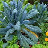 Companion Planting: Love, Freedom, Integrity co-created with Gwenn Cody