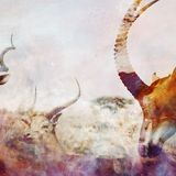 Evrei — Mishka Anniversary Podcast