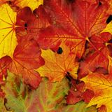 Impressioni d'autunno