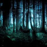 Deep Forest 2013
