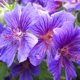 The Springing of Optimism ~