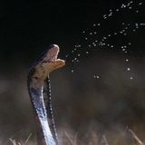 the cobra's eye!!!