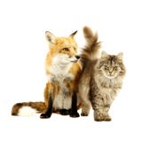 FUR FRICTION 006 | DSH - Big Fat Cat